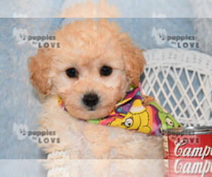 Poodle (Toy) Puppy for sale in SANGER, TX, USA