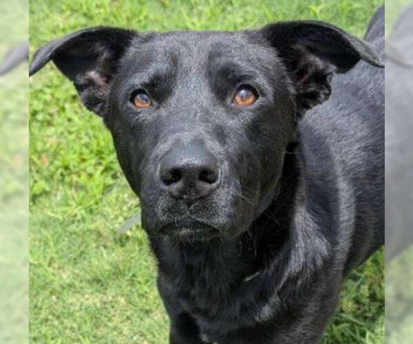 Medium Photo #3 Labrador Retriever Puppy For Sale in Houston, TX, USA