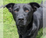 Small #2 Labrador Retriever