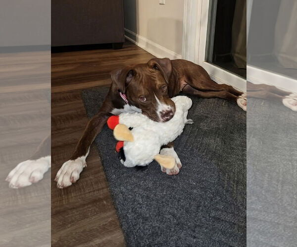 Medium Photo #3 American Staffordshire Terrier-Boxer Mix Puppy For Sale in Caribou, ME, USA