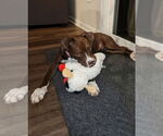Small #2 American Staffordshire Terrier-Boxer Mix
