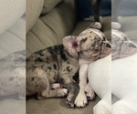 Small Photo #5 French Bulldog Puppy For Sale in MANHATTAN, KS, USA