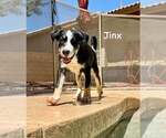 Small #1 Greater Swiss Mountain Dog-Labrador Retriever Mix
