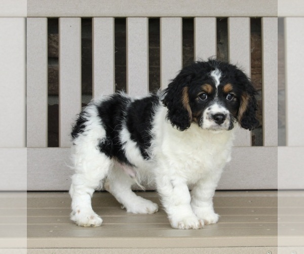 Medium Photo #3 Cavapoo Puppy For Sale in FREDERICKSBURG, OH, USA
