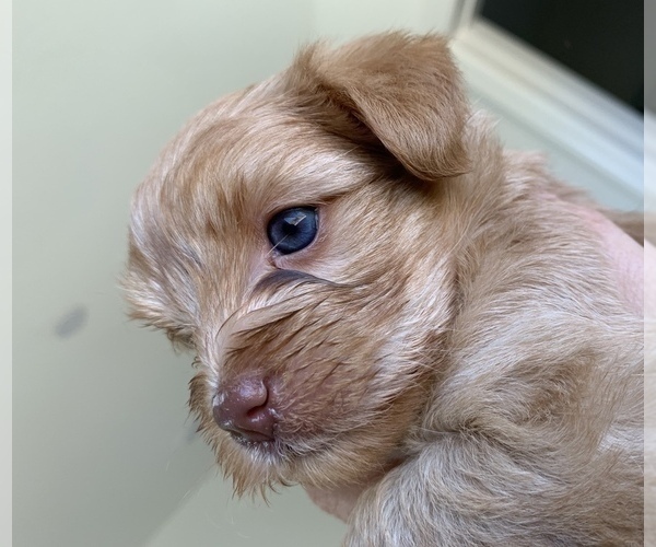 Medium Photo #5 Yorkshire Terrier Puppy For Sale in LA SIERRA, CA, USA