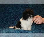 Small #5 Goldendoodle (Miniature)