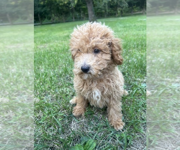 Medium Photo #10 Poodle (Miniature) Puppy For Sale in DURHAM, CT, USA
