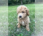 Small Photo #10 Poodle (Miniature) Puppy For Sale in DURHAM, CT, USA