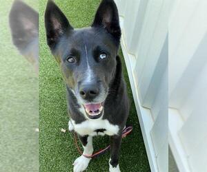 Siberian Husky-Unknown Mix Dogs for adoption in Fayetteville, NC, USA