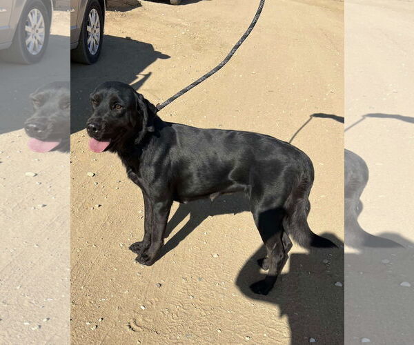 Medium Photo #2 Labrador Retriever Puppy For Sale in San Diego, CA, USA