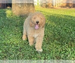 Small Photo #14 Labradoodle Puppy For Sale in CANON, GA, USA