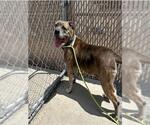 Small #2 American Staffordshire Terrier Mix