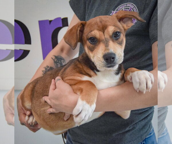 Medium Photo #4 Jack Russell Terrier-Unknown Mix Puppy For Sale in Huntley, IL, USA
