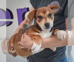 Small #3 Jack Russell Terrier Mix