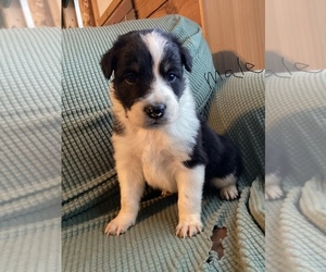 Australian Cattle Dog-Border Collie Mix Puppy for sale in OROVILLE, WA, USA