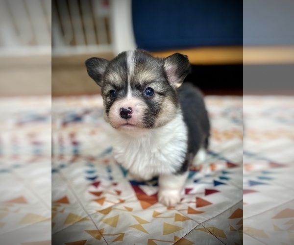 Medium Photo #2 Pembroke Welsh Corgi Puppy For Sale in WOODLAND, WA, USA