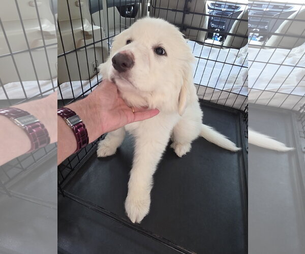 Medium Photo #7 Great Pyrenees Puppy For Sale in Houston, TX, USA