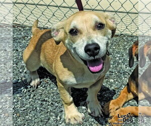 Basset Hound-Unknown Mix Dogs for adoption in Washington, DC, USA