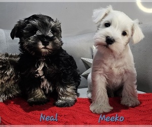 Schnauzer (Miniature) Puppy for sale in GOSHEN, IN, USA