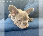 Small #11 French Bulldog