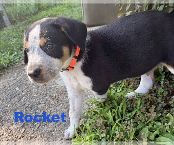 Medium Photo #2 Australian Shepherd-Coonhound Mix Puppy For Sale in Parker Ford, PA, USA