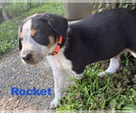 Small #1 Australian Shepherd-Coonhound Mix