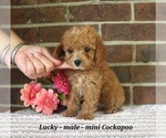 Small #2 Cockapoo (Miniature)
