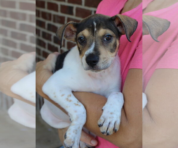 Medium Photo #3 Labrador Retriever-Unknown Mix Puppy For Sale in Prattville, AL, USA