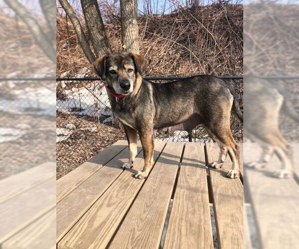 Medium Photo #4 Mutt Puppy For Sale in Elmsford, NY, USA