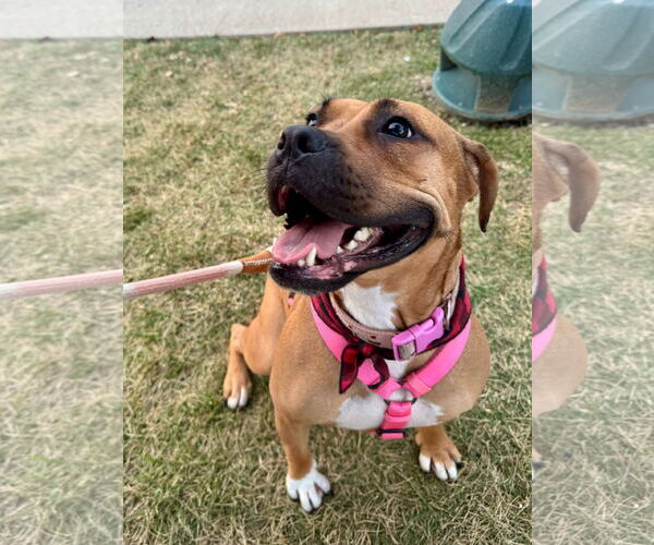 Medium Photo #7 Boxer-Unknown Mix Puppy For Sale in Germantown, OH, USA