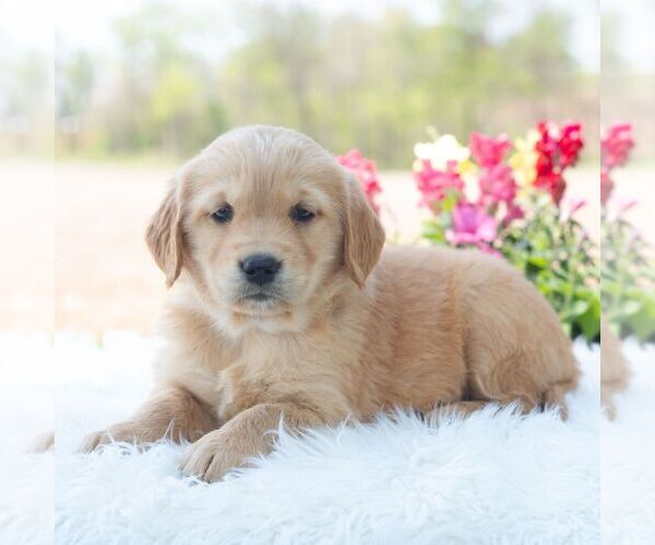 Medium Photo #6 Golden Retriever Puppy For Sale in NEWPORT, PA, USA