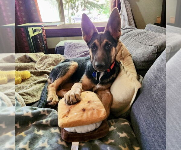 Medium Photo #3 German Shepherd Dog Puppy For Sale in West Sacramento, CA, USA