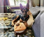 Small #2 German Shepherd Dog