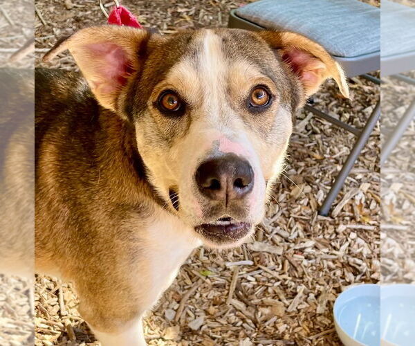 Medium Photo #13 Mutt Puppy For Sale in Canton, CT, USA