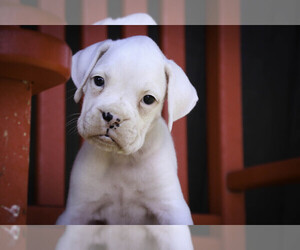 Boxer Puppy for sale in SHIPSHEWANA, IN, USA