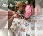 Small Photo #13 Dachshund Puppy For Sale in PERRIS, CA, USA