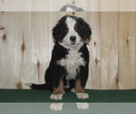 Small Photo #5 Bernese Mountain Dog Puppy For Sale in WESTCLIFFE, CO, USA