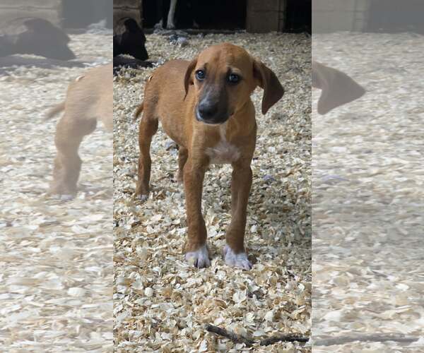 Medium Photo #2 Labbe Puppy For Sale in Oakhurst, NJ, USA