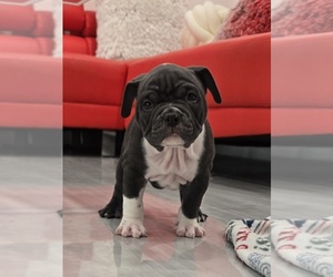 American Bully Puppy for sale in NORTH PORT, FL, USA