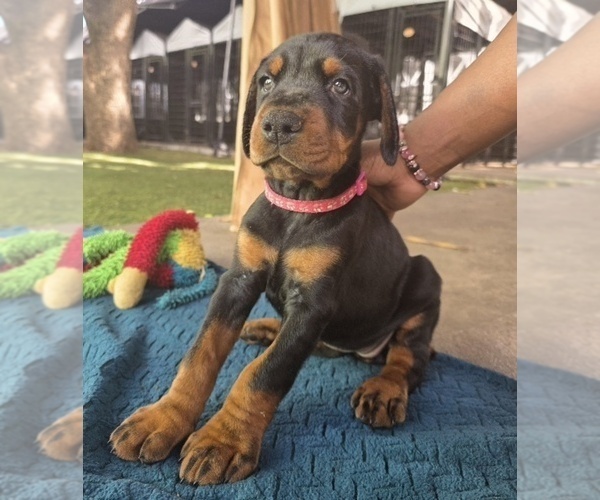Medium Photo #6 Doberman Pinscher Puppy For Sale in MIAMI, FL, USA