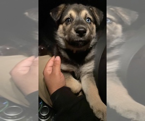 German Shepherd Dog-Siberian Husky Mix Puppy for sale in CANTON, OH, USA