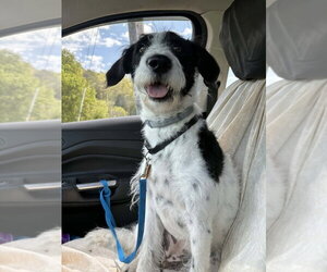 Labmatian Dogs for adoption in Aurora, IN, USA