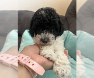 Poodle (Toy) Puppy for sale in SAN ANTONIO, TX, USA