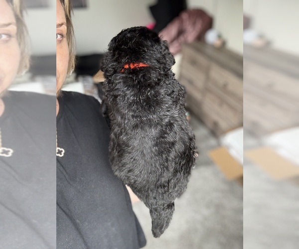 Medium Photo #4 Bernedoodle Puppy For Sale in BELMONT, NC, USA