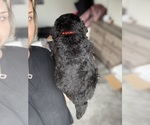 Small #3 Bernedoodle