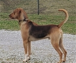 Small Photo #1 Catahoula Leopard Dog Puppy For Sale in WADDY, KY, USA