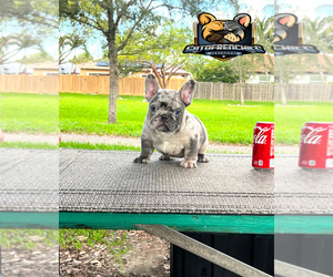 Bulldog-French Bulldog Mix Puppy for sale in MIAMI, FL, USA