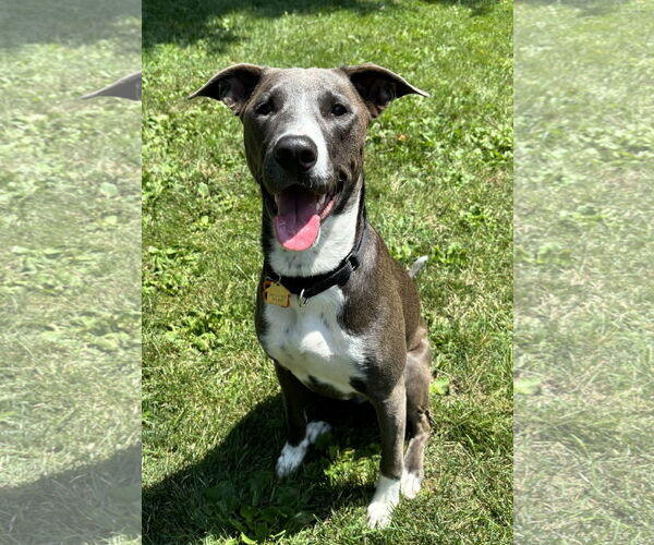 Medium Photo #36 American Pit Bull Terrier-Unknown Mix Puppy For Sale in Rockaway, NJ, USA