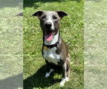 Small #35 American Pit Bull Terrier Mix