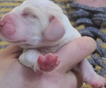 Small Photo #10 Beagle Puppy For Sale in NEW ORLEANS, LA, USA